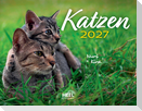 Katzen 2027 Eintragkalender