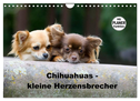 Chihuahuas - kleine Herzensbrecher (Wandkalender 2025 DIN A4 quer), CALVENDO Monatskalender