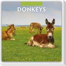 Donkeys - Esel 2027 - 16-Monatskalender
