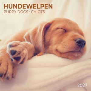 Hundewelpen / Puppy Dogs 2027 - Kalender 2027. Tushita PaperArt GmbH, 2026.