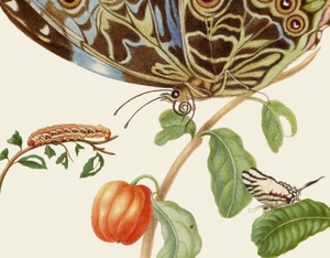 Merian, Maria Sibylla. Maria Sibylla Merians Schmetterlinge - Gästebuch. Gerstenberg Verlag, 2017.