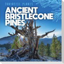 Ancient Bristlecone Pines