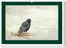 Stare und Weisheiten (Wandkalender 2025 DIN A2 quer), CALVENDO Monatskalender