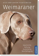 Weimaraner