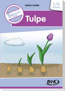 Themenheft Tulpe
