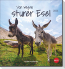 Esel Postkartenkalender 2025 - Von wegen sturer Esel