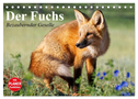 Der Fuchs. Bezaubernder Geselle (Tischkalender 2024 DIN A5 quer), CALVENDO Monatskalender