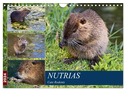 NUTRIAS Cute Rodents (Wall Calendar 2024 DIN A4 landscape), CALVENDO 12 Month Wall Calendar