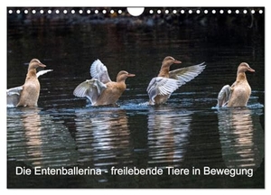 Pohl, Bruno. Die Entenballerina - freilebende Tiere in Bewegung (Wandkalender 2025 DIN A4 quer), CALVENDO Monatskalender - Bewegungsabläufe freilebender Tiere. Calvendo, 2024.