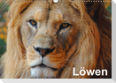 Löwen (Wandkalender immerwährend DIN A3 quer)