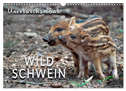 Unverwechselbar - Wildschwein (Wandkalender 2025 DIN A3 quer), CALVENDO Monatskalender