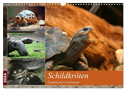 Schildkröten - Gepanzerte Urzeitwesen (Wandkalender 2024 DIN A3 quer), CALVENDO Monatskalender