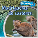 Madrigueras de Castores (Inside Beaver Lodges)
