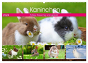 Kaninchen. Putzig, flauschig und geliebt (Wandkalender 2024 DIN A2 quer), CALVENDO Monatskalender