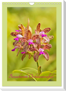 Bezaubernde Orchideenvielfalt (Wandkalender 2024 DIN A4 hoch), CALVENDO Monatskalender