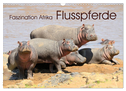 Faszination Afrika: Flusspferde (Wandkalender 2024 DIN A3 quer), CALVENDO Monatskalender