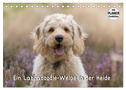 Ein Labradoodle-Welpe in der Heide (Tischkalender 2025 DIN A5 quer), CALVENDO Monatskalender