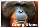 Orang-Utans (Wandkalender 2024 DIN A4 quer), CALVENDO Monatskalender