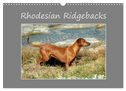 Rhodesian Ridgebacks (Wall Calendar 2025 DIN A3 landscape), CALVENDO 12 Month Wall Calendar