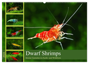 Dwarf Shrimps (Wandkalender 2024 DIN A2 quer), CALVENDO Monatskalender