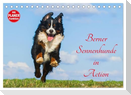 Berner Sennenhunde in Action (Tischkalender 2024 DIN A5 quer), CALVENDO Monatskalender