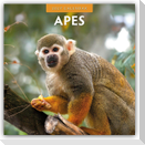 Apes - Affen 2027 - 16-Monatskalender