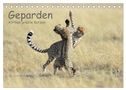 Geparden - Afrikas grazile Katzen (Tischkalender 2024 DIN A5 quer), CALVENDO Monatskalender