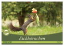 Eichhörnchen - Kleine Fotostars (Wandkalender 2024 DIN A2 quer), CALVENDO Monatskalender