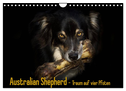 Australian Shepherd - Traum auf vier Pfoten (Wandkalender 2025 DIN A4 quer), CALVENDO Monatskalender