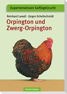 Orpington und Zwerg-Orpington