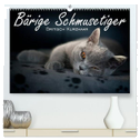 Bärige Schmusetiger - Britisch Kurzhaar (hochwertiger Premium Wandkalender 2024 DIN A2 quer), Kunstdruck in Hochglanz
