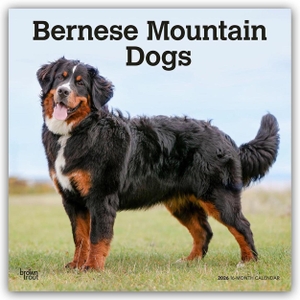 Publishers, Browntrout. Bernese Mountain Dogs - Berner Sennenhund 2026 - 16-Monatskalender - Original BrownTrout-Kalender [Mehrsprachig] [Kalender]. Browntrout Verlags GmbH, 2025.