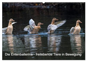 Die Entenballerina - freilebende Tiere in Bewegung (Wandkalender 2025 DIN A2 quer), CALVENDO Monatskalender