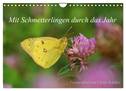 Mit Schmetterlingen durch das Jahr (Wandkalender 2024 DIN A4 quer), CALVENDO Monatskalender