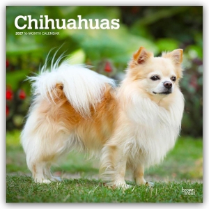 Publishers, Browntrout. Chihuahuas 2027 - 16-Monatskalender - Original BrownTrout-Kalender [Mehrsprachig] [Kalender]. Browntrout Verlags GmbH, 2026.