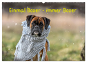 Einmal Boxer - immer Boxer (Wandkalender 2025 DIN A2 quer), CALVENDO Monatskalender