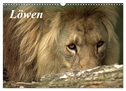 Löwen (Wandkalender 2024 DIN A3 quer), CALVENDO Monatskalender