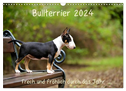 Bullterrier 2024 Frech und fröhlich durch das Jahr (Wandkalender 2024 DIN A3 quer), CALVENDO Monatskalender