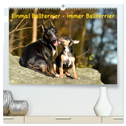 Einmal Bullterrier - immer Bullterrier (hochwertiger Premium Wandkalender 2025 DIN A2 quer), Kunstdruck in Hochglanz