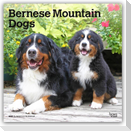Bernese Mountain Dogs - Berner Sennenhund 2027 - 16-Monatskalender