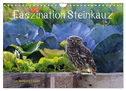 Faszination Steinkauz (Wandkalender 2024 DIN A4 quer), CALVENDO Monatskalender