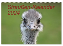 Straußen-Kalender 2024 (Wandkalender 2024 DIN A3 quer), CALVENDO Monatskalender