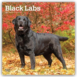 Publishers, Browntrout. Black Labrador Retriever - Schwarze Labrador Retriever 2027 - 16-Monatskalender - Original BrownTrout-Kalender [Mehrsprachig] [Kalender]. Browntrout Verlags GmbH, 2026.