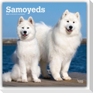 Samoyeds - Samojede 2027 - 16-Monatskalender