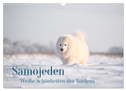 Samojeden - Liebenswerte Fellkugeln (Wandkalender 2025 DIN A3 quer), CALVENDO Monatskalender