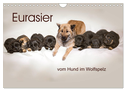 Eurasier, der Hund im Wolfspelz (Wandkalender 2025 DIN A4 quer), CALVENDO Monatskalender