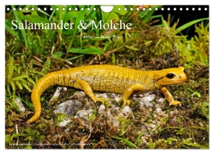Trapp, Benny. Salamander und Molche (Wandkalender 2024 DIN A4 quer), CALVENDO Monatskalender - Fotokalender mit Bildern von Molchen und Salamandern. Calvendo Verlag, 2023.