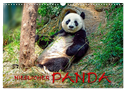 Niedlicher Panda (Wandkalender 2024 DIN A3 quer), CALVENDO Monatskalender