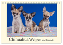 Chihuahua Welpen und Freunde (Tischkalender 2024 DIN A5 quer), CALVENDO Monatskalender