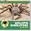 Goliath Birdeaters in the Wild